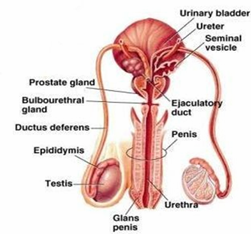 Male sex organs